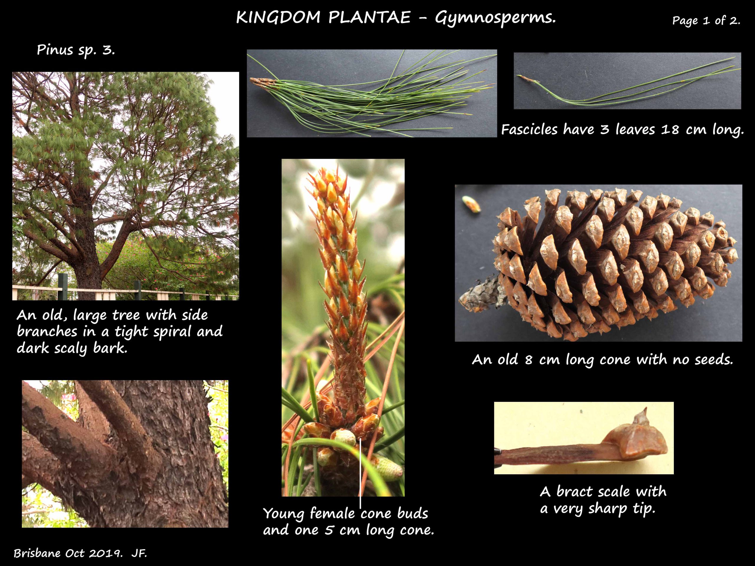 1 Pinus tree, leaves & cones